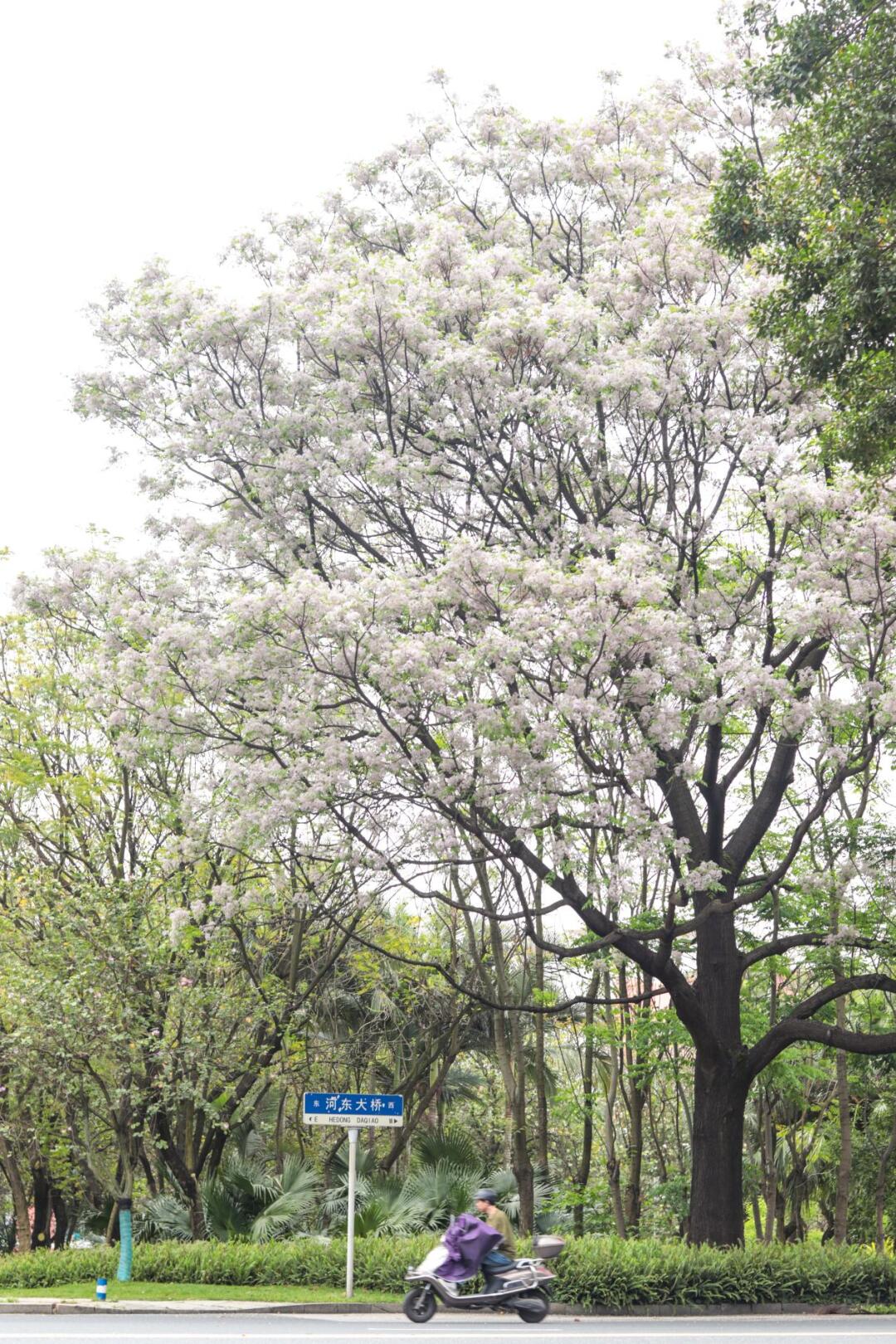 近日,乡土树种苦楝树枝头繁花似雪,屹立在市区各街道内.