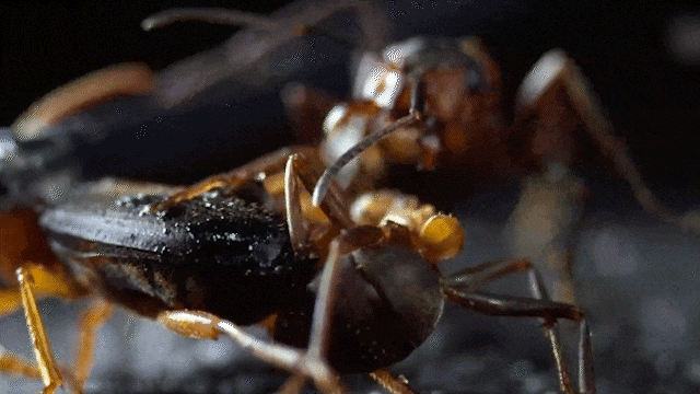 "臭名"远扬的投弹甲虫,究竟有什么本事?_澎湃号·湃客