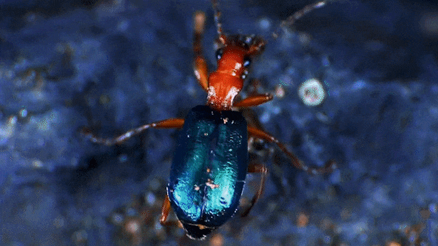 "臭名"远扬的投弹甲虫,究竟有什么本事?