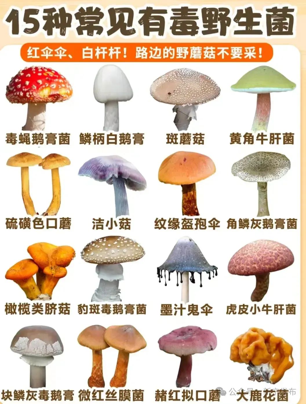 毒蘑菇大全 彩色图片