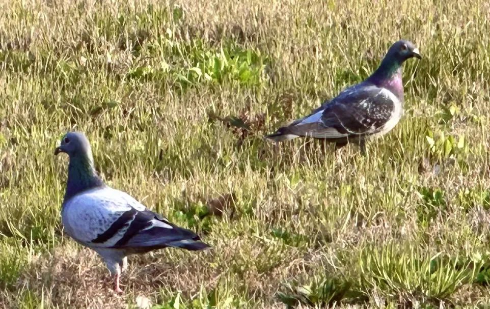 冲进华理!_澎湃号·政务_澎湃新闻-the paper