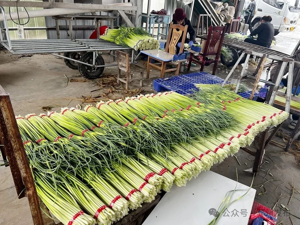 富民强村在路上丨新河有胜"蒜"_澎湃号·政务_澎湃新闻-the paper
