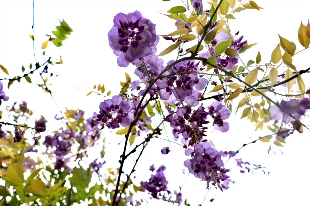 一种落叶攀援缠绕性大藤本植物,为荫棚花卉,紫藤花,又名藤萝,朱藤