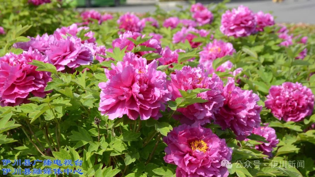 伊川:花开盛宴 与春天撞个满怀_澎湃号·政务_澎湃新闻-the paper