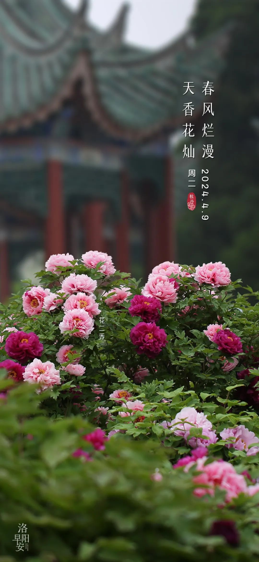 进入盛花期最新牡丹花情预报来了洛阳早安