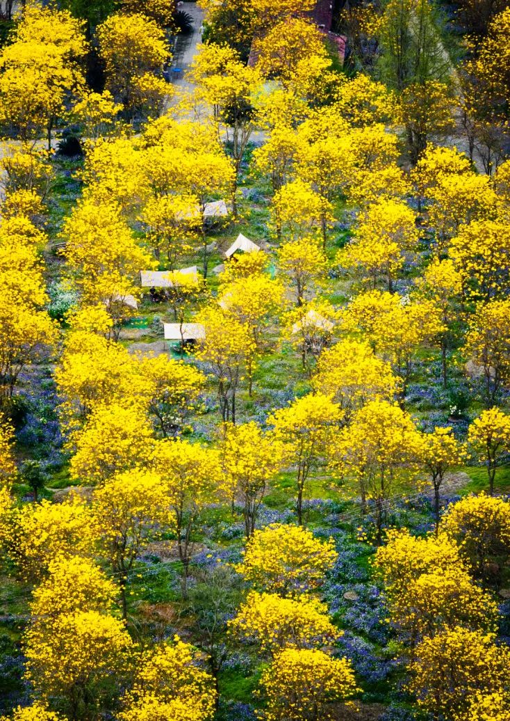 蓝枫园兰花博览园戳链接可直接导航哟今天就出门打卡去年很多小伙伴还