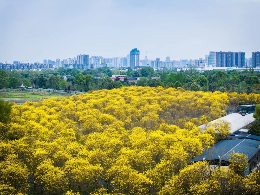 蓝枫园兰花博览园戳链接可直接导航哟今天就出门打卡去年很多小伙伴还