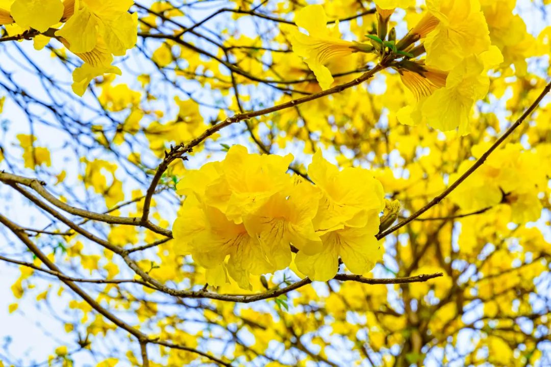 搭乘开往春天的成都地铁19号线每个车窗望出去都是一幅画蓝枫园还专门