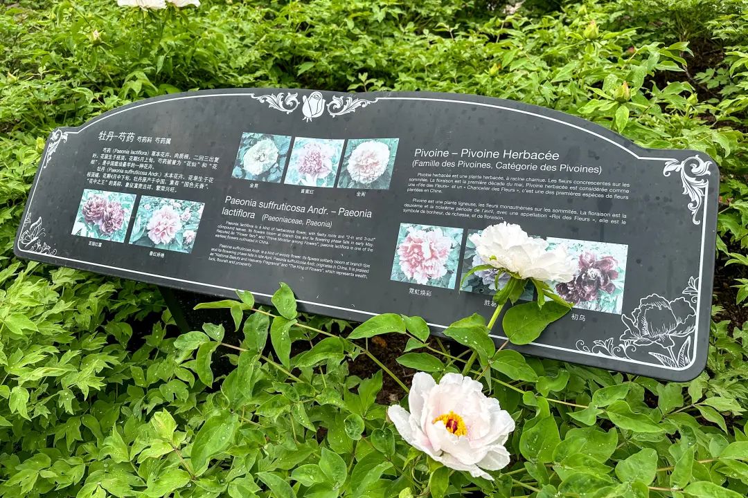 复兴公园赏花季:牡丹芍药盛开,游客纷至沓来_澎湃号·政务_澎湃新闻