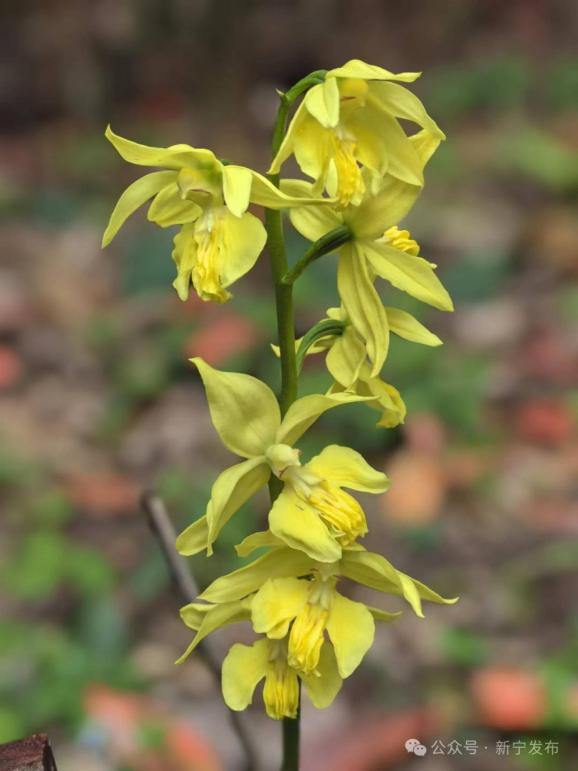 崀山大黄花虾脊兰开花啦崀山大黄花虾脊兰野外保育试验取得阶段性成果