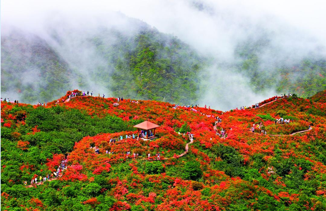 2021大围山杜鹃花节图片