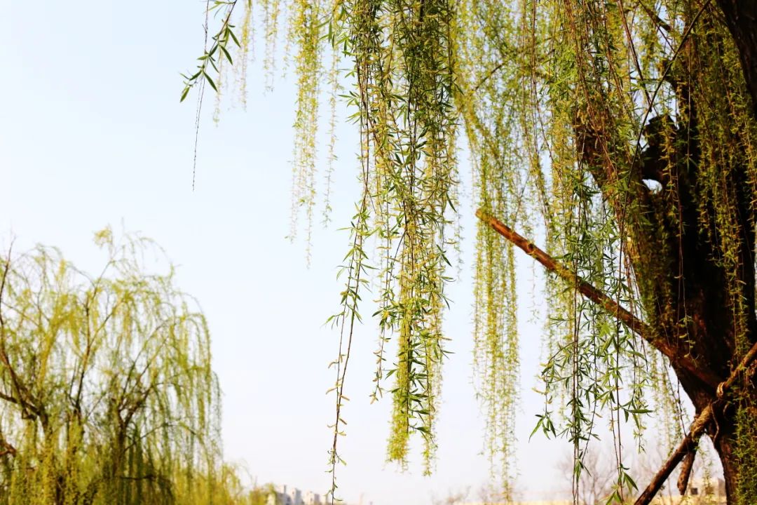 垂柳 柳树 树 1080_720