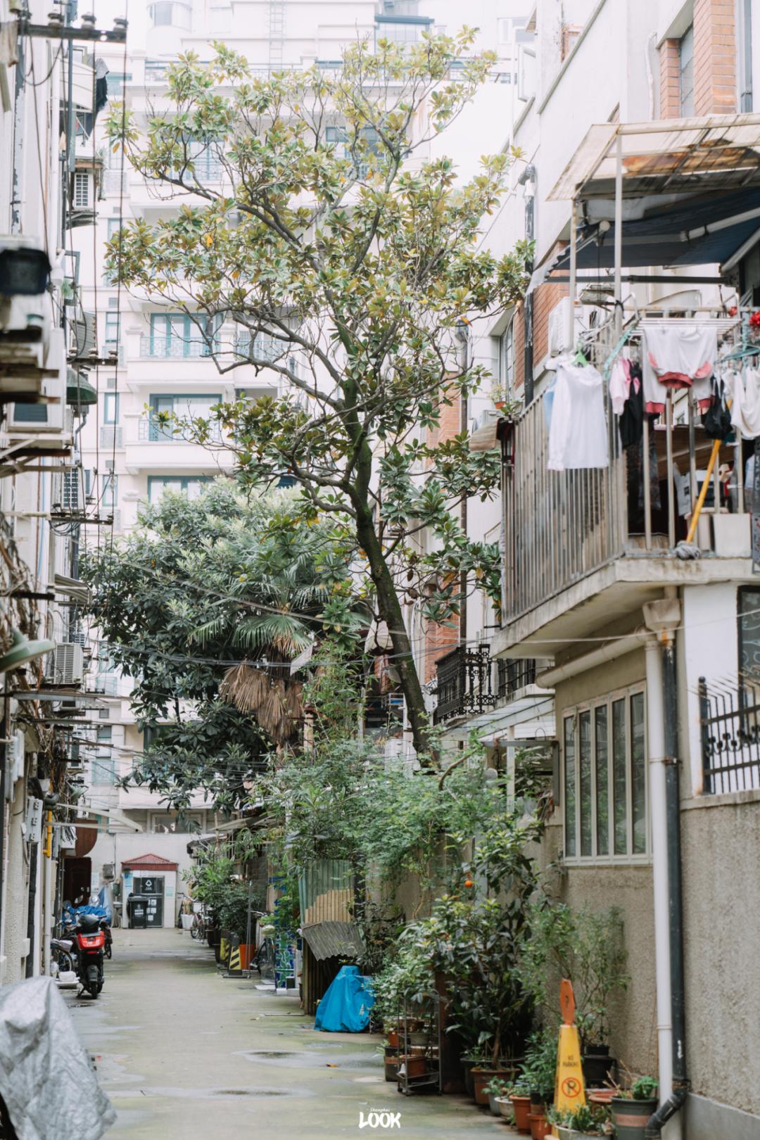 常熟路,上海人都熟_澎湃号·湃客_澎湃新闻-the paper