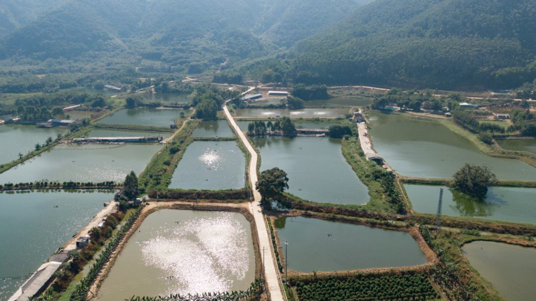 鼎湖这里大力发展高端水产,打造肇庆水产"特优生"