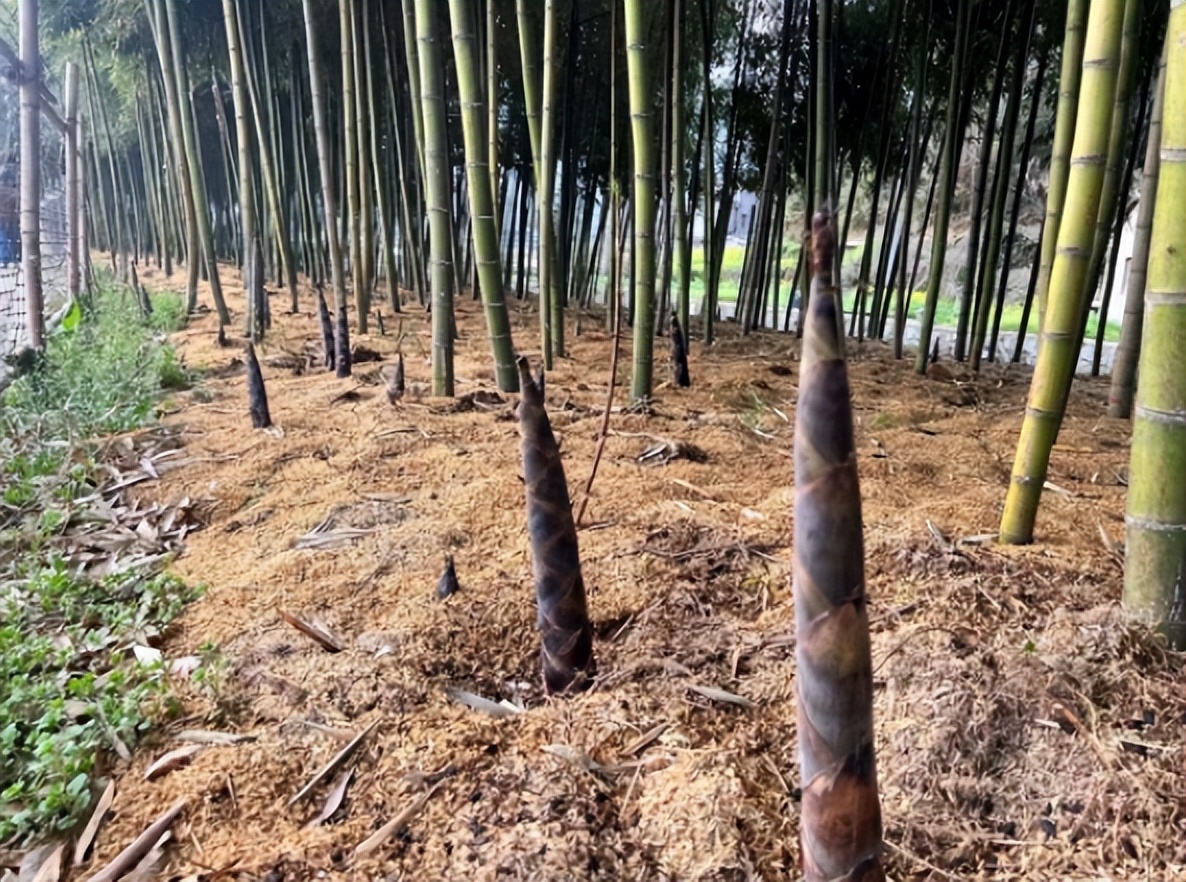 安徽旌德:小竹笋"破"出乡村致富路