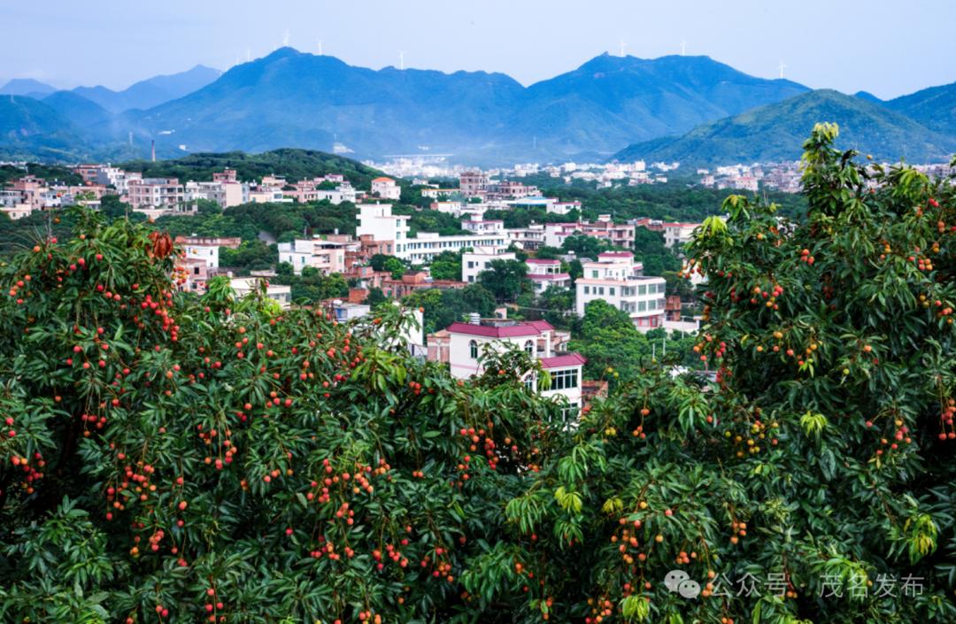 化州橘红花竞相盛放,吸引着八方来客,激活美丽经济;在高州市根子镇,一