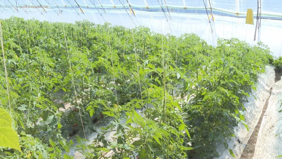 学田镇燎原果蔬专业种植合作社西红柿即将上市_澎湃号·政务_澎湃新闻