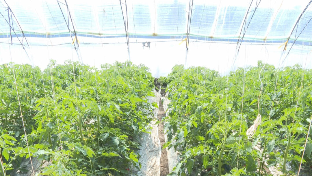 学田镇燎原果蔬专业种植合作社西红柿即将上市_澎湃号·政务_澎湃新闻
