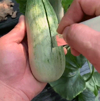 青年优选春季的甜瓜