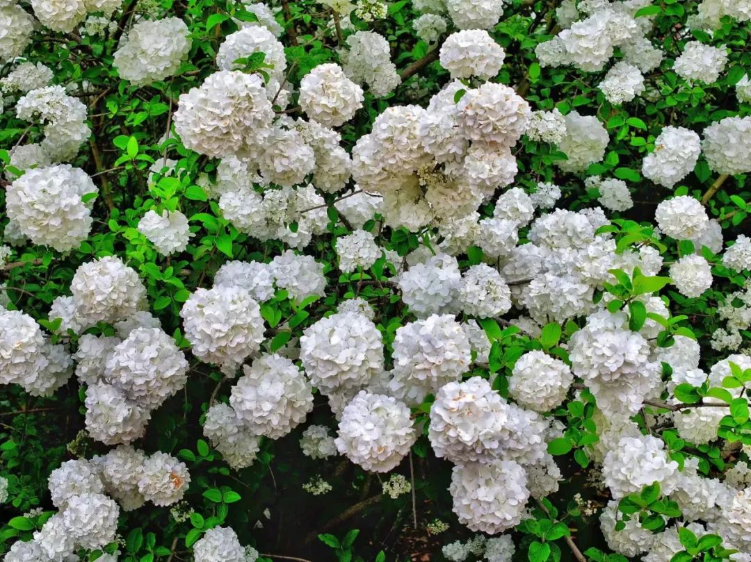 一大波美图来袭三门人家门口的赏花地别错过