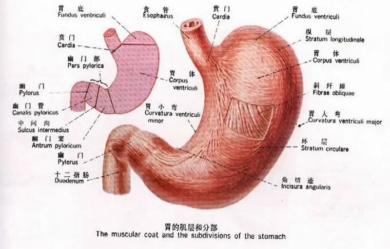 胃的大体解剖结构图片