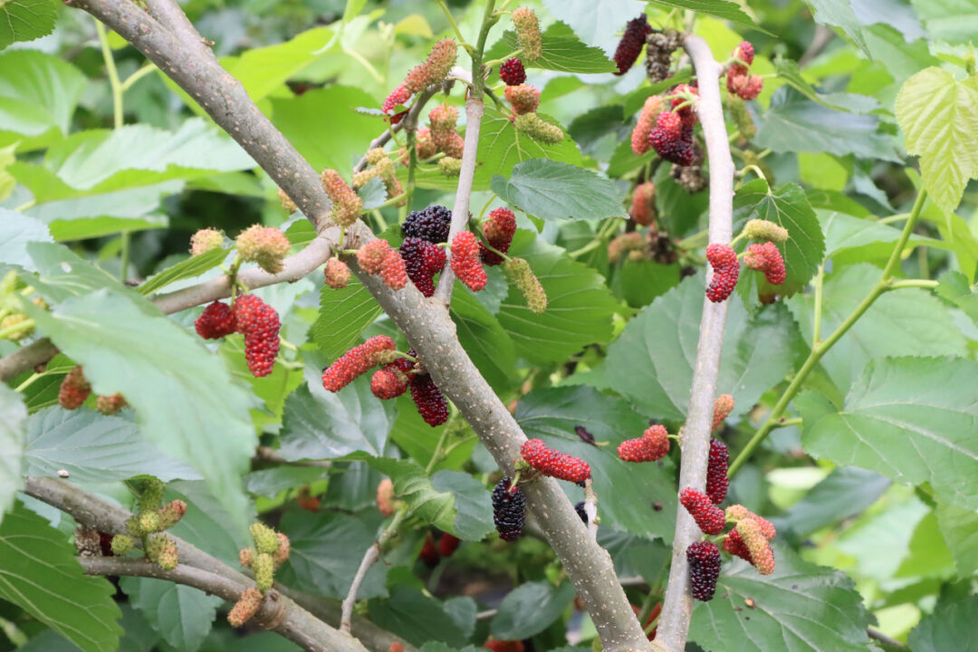 桑葚:一口爆汁 吃定"彩虹"_澎湃号·政务_澎湃新闻-the paper