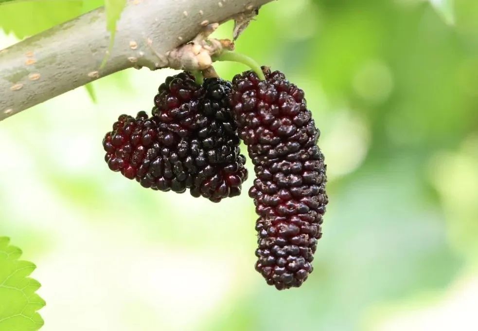 让人垂涎欲滴乌黑发亮,皮薄多汁的桑葚已经迎来成熟期忻城县蚕桑产业