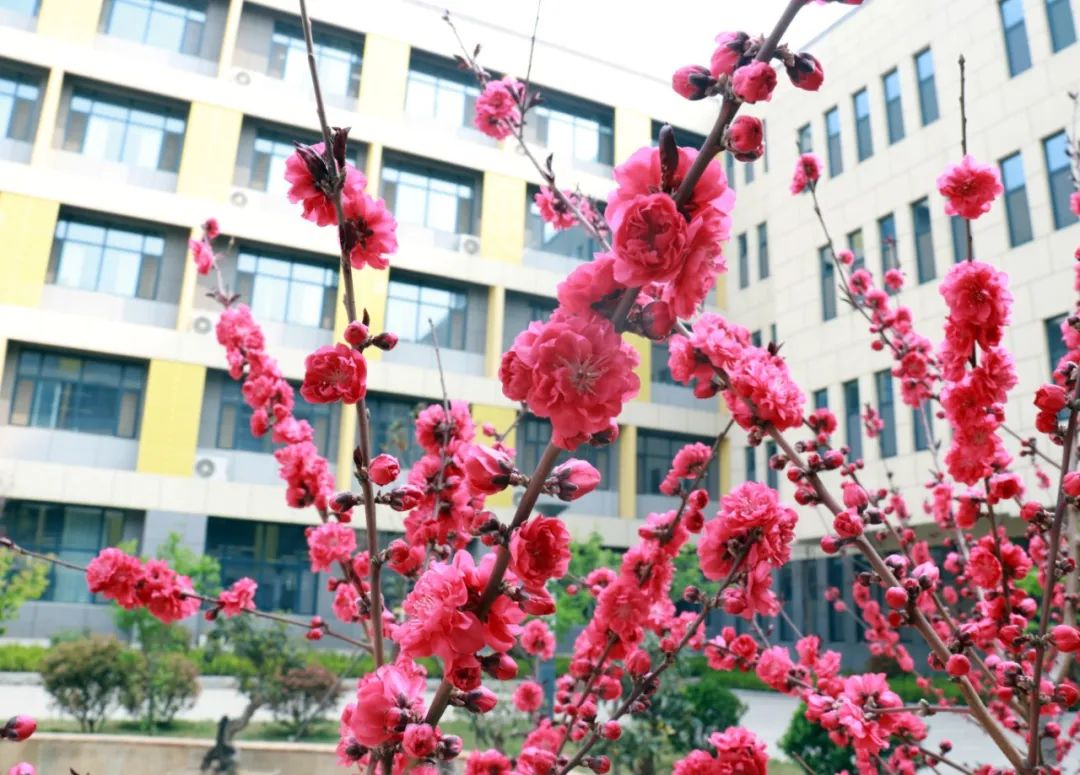 中学▲高密市第一实验小学▲安丘市景芝镇由方小学▲安丘市新安街道