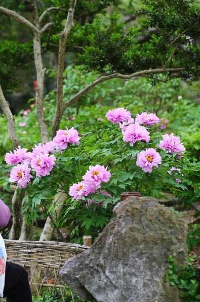 古猗园牡丹已经进入盛花期花姿绰约看点足