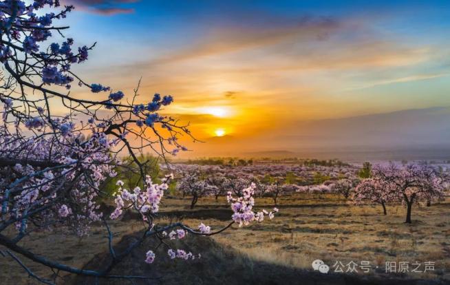 随着杏花季到来,一年一度的"第十八届中国泥河湾杏花节及五一旅游季