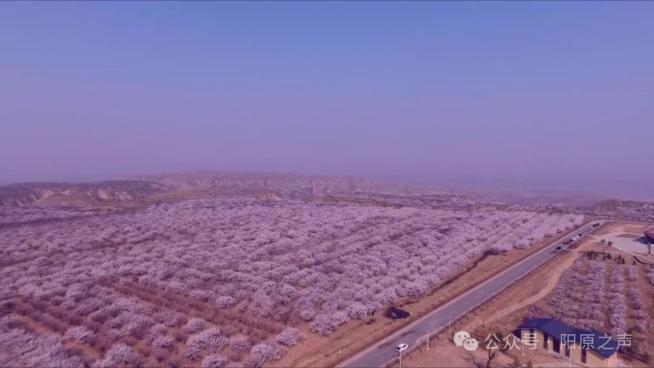 花醉泥河湾,情结杏福缘——4月13日杏花烂漫的阳原相见_澎湃号·政务