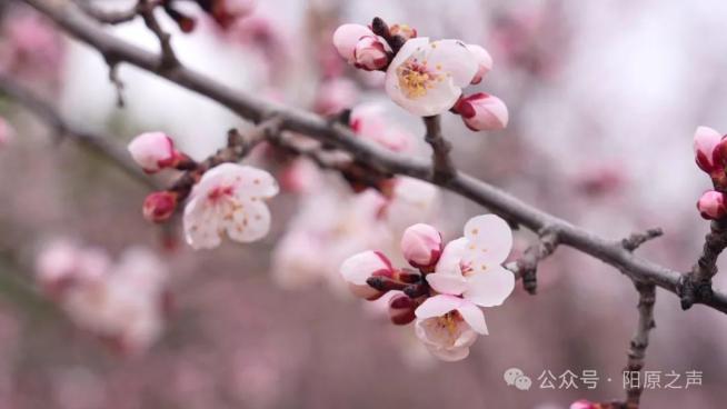 花醉泥河湾,情结杏福缘——4月13日杏花烂漫的阳原相见_澎湃号·政务