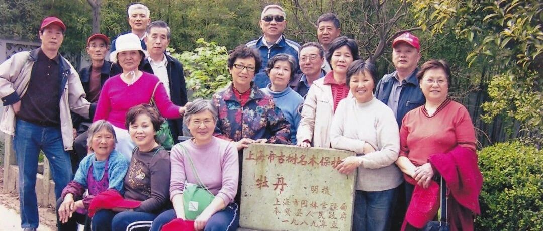 在场| 情系五百年 花开冠江南——记明代古牡丹与