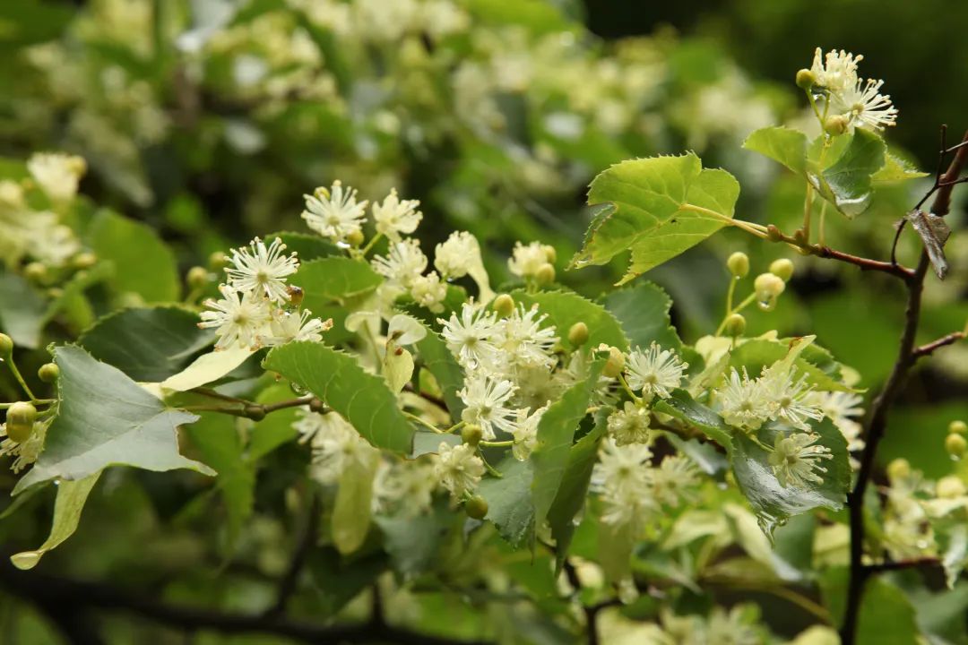 探秘!长白山植物千"种"风情~紫椴