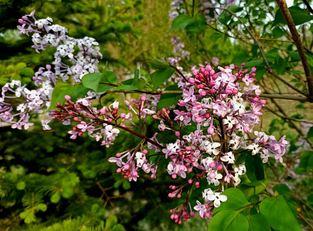 这个春天,等您来宝清_澎湃号·媒体_澎湃新闻-the paper