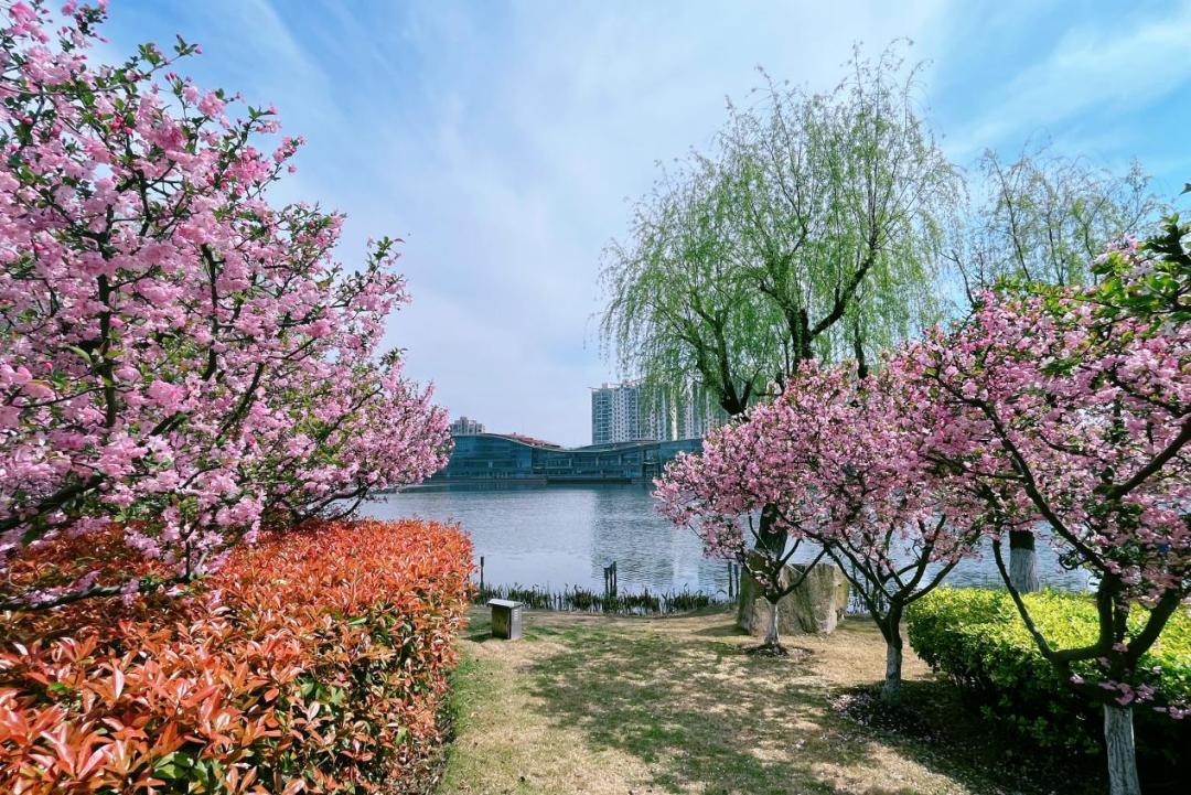春日"沪"水游丨青浦:湖畔春色别样浓——夏阳湖_澎湃号·政务_澎湃