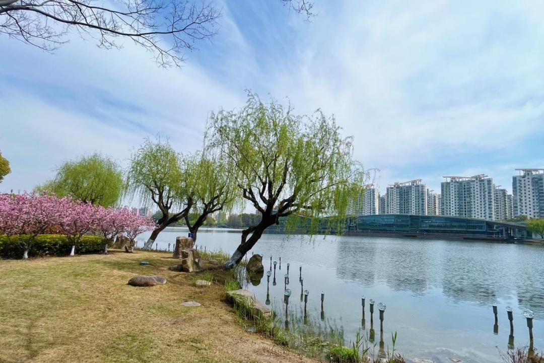 春日"沪"水游丨青浦:湖畔春色别样浓——夏阳湖_澎湃号·政务_澎湃