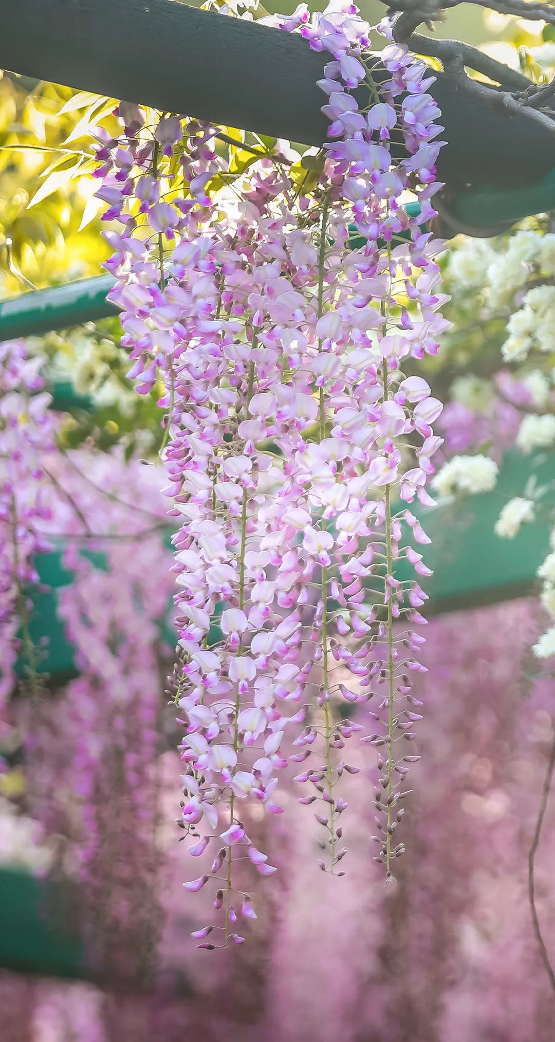 沿着步道,还栽种了月季花,有薰衣草花环,玛格丽特王妃,珊瑚果冻等.