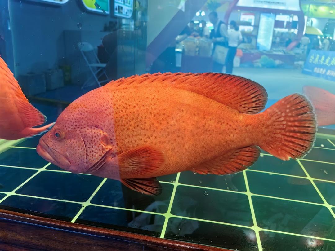 在万宁,这条鱼"游"出新活力!_澎湃号·政务_澎湃新闻-the paper