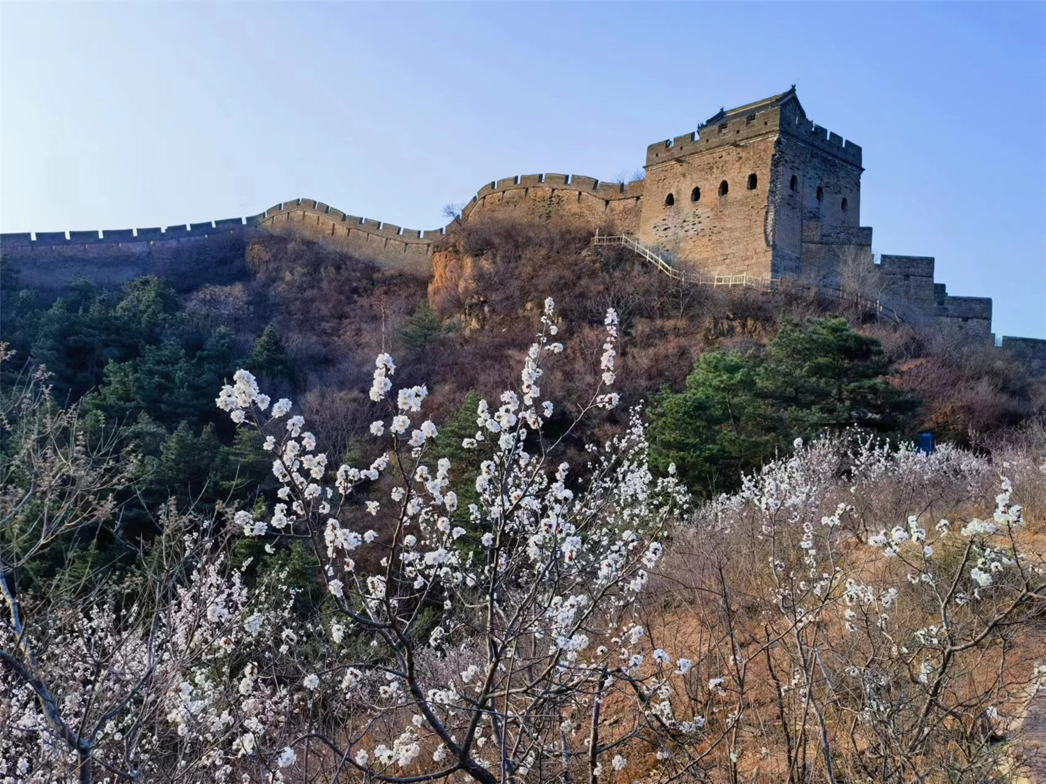金山岭长城第十二届杏花节启幕!