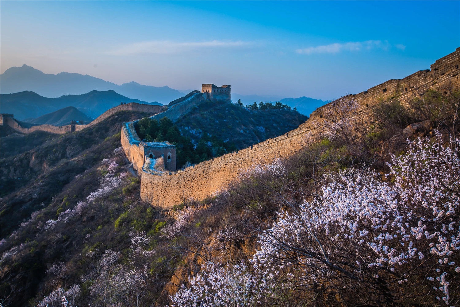 金山岭长城第十二届杏花节启幕!