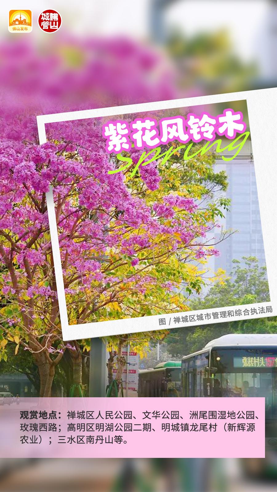 如云如霞盛开的紫花风铃木花语:感谢花期:12月至翌年3月