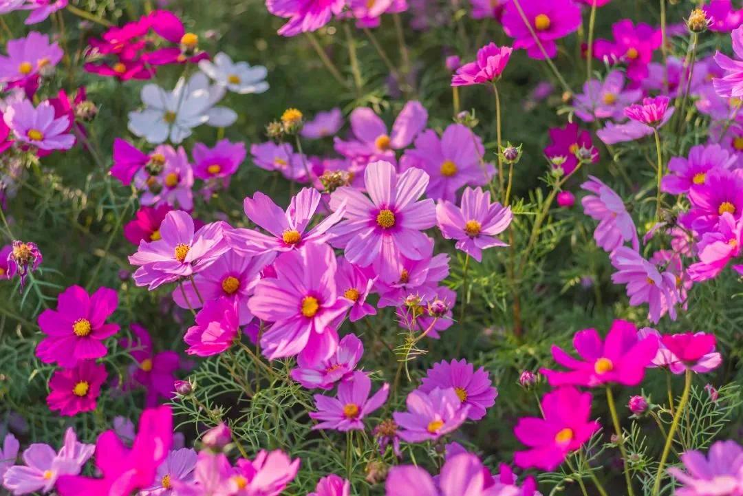 花儿舒卷自如清雅娇媚犹如一幅油画映在了天空中宫粉紫荆一开成片花语