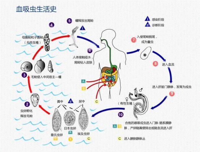 吸血虫怎么杀死图片