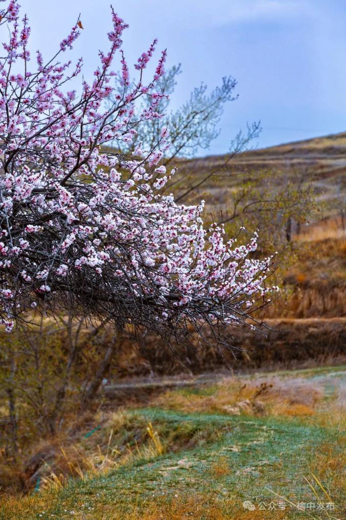 榆中:杏花绽放俏争春