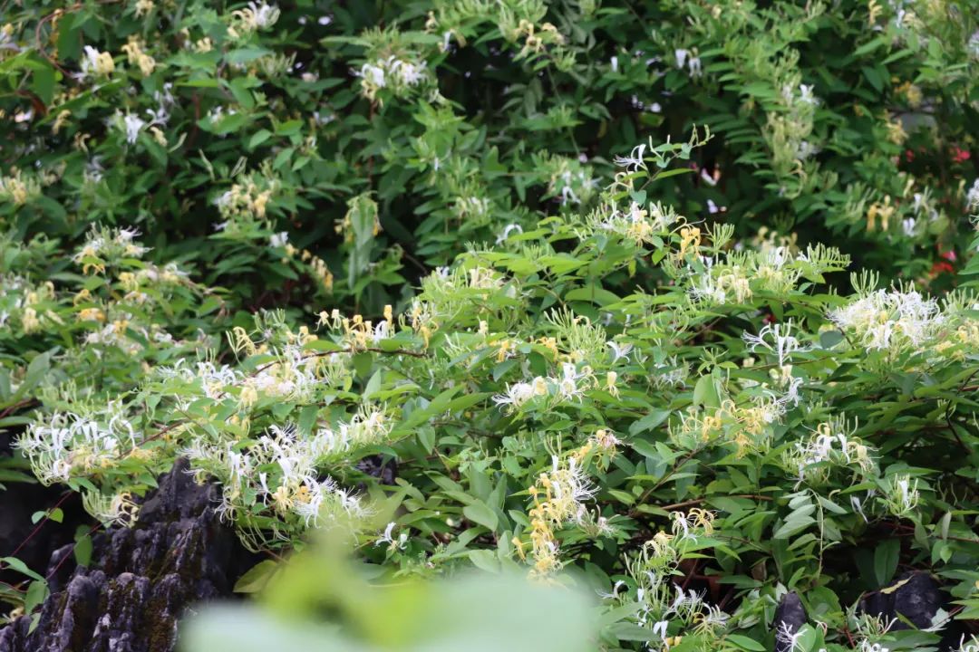 广东金银花花期图片