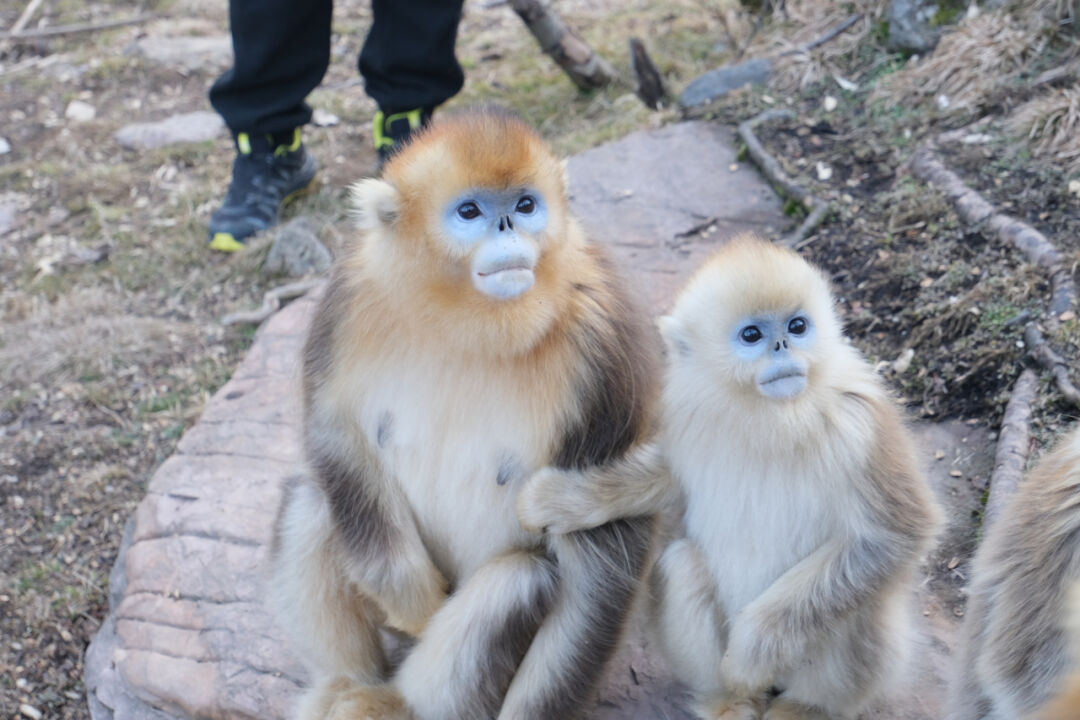 杨沛摄因为熟练掌握"猴语",杨敬元也成为最早参与川金丝猴救助的专家