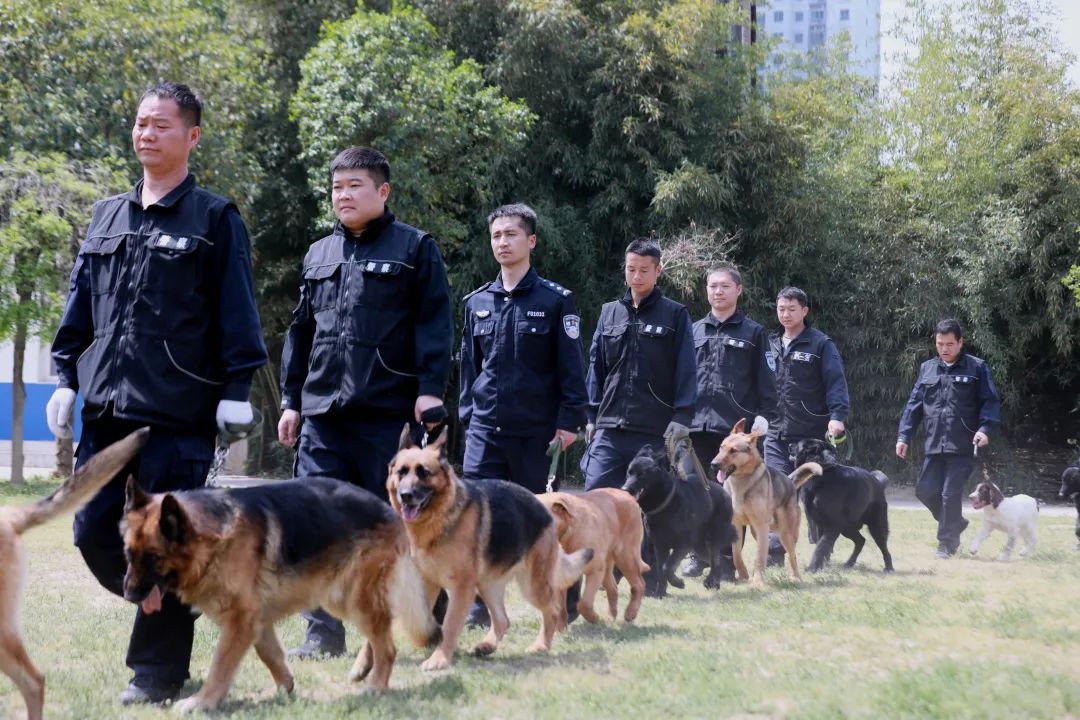 广州警犬训练基地图片