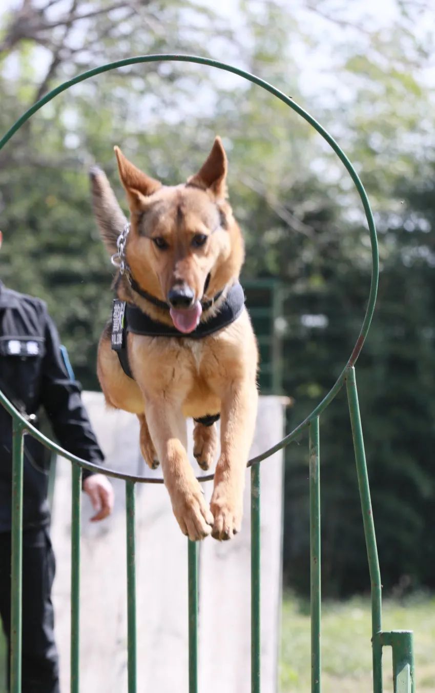 人狗激战警犬训练基地图片