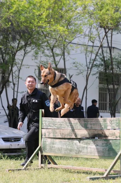 人狗激战警犬训练基地图片